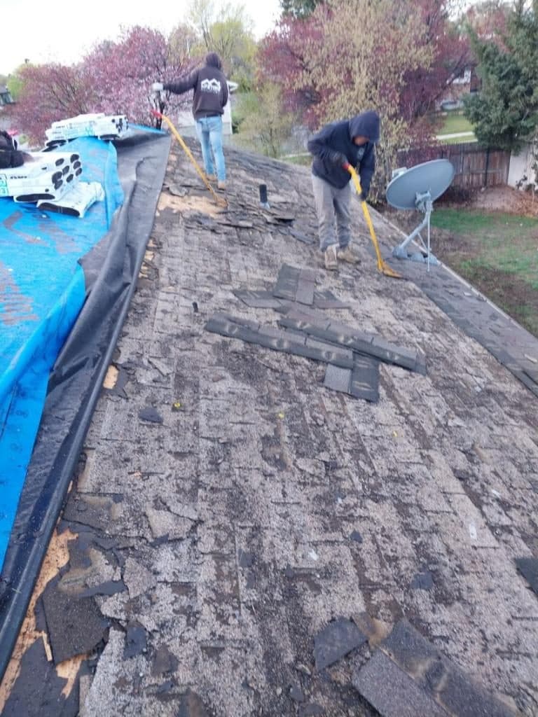 A worker stripping old shingles during tear-off, with synthetic underlayment on the lower roof.
